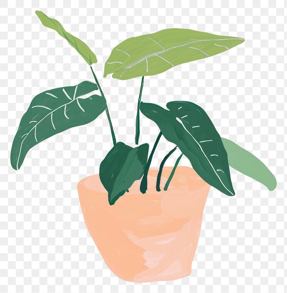 PNG Philodendron plant houseplant green leaf.