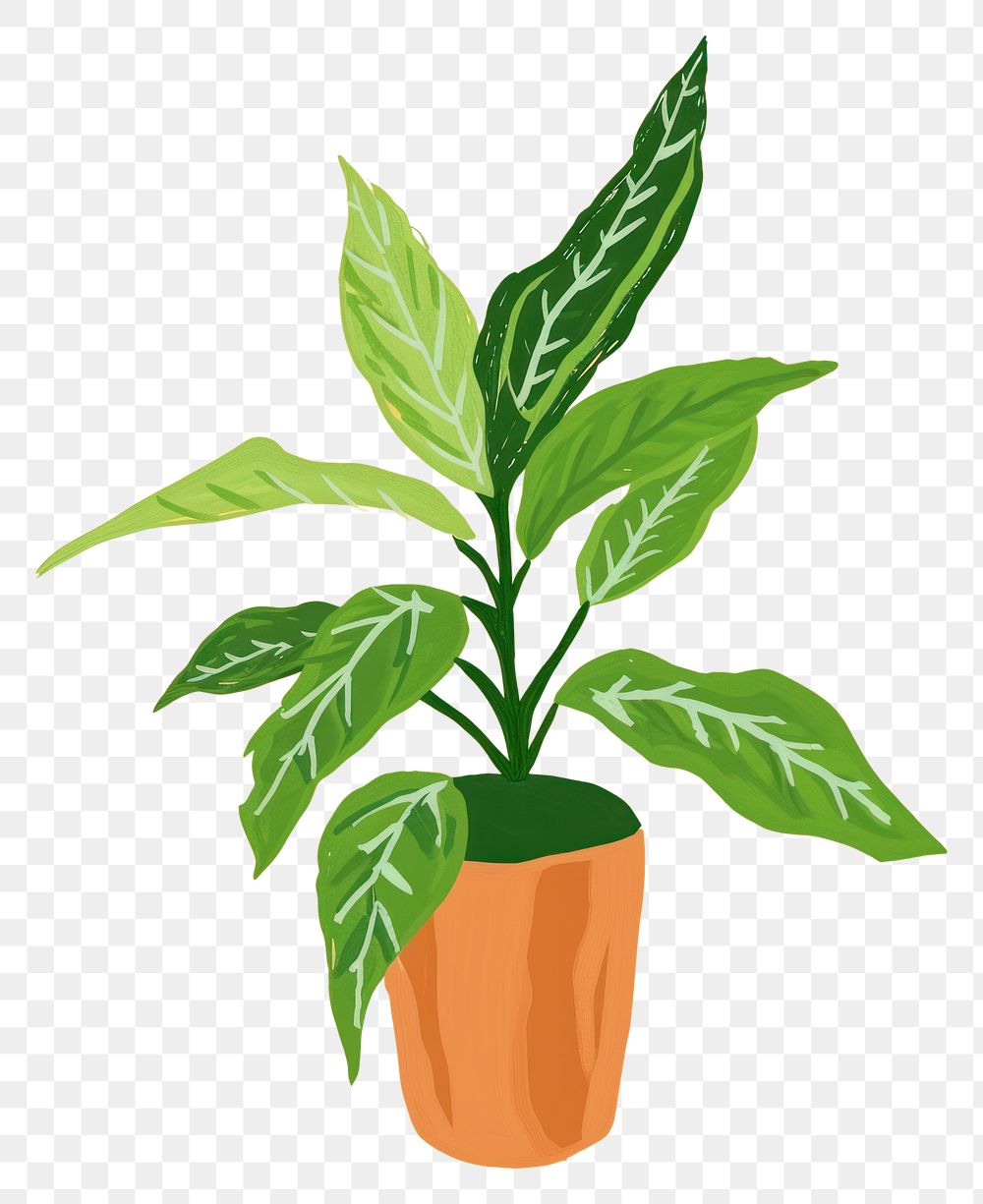 PNG Pinstripe Plant plant houseplant leaf flowerpot.