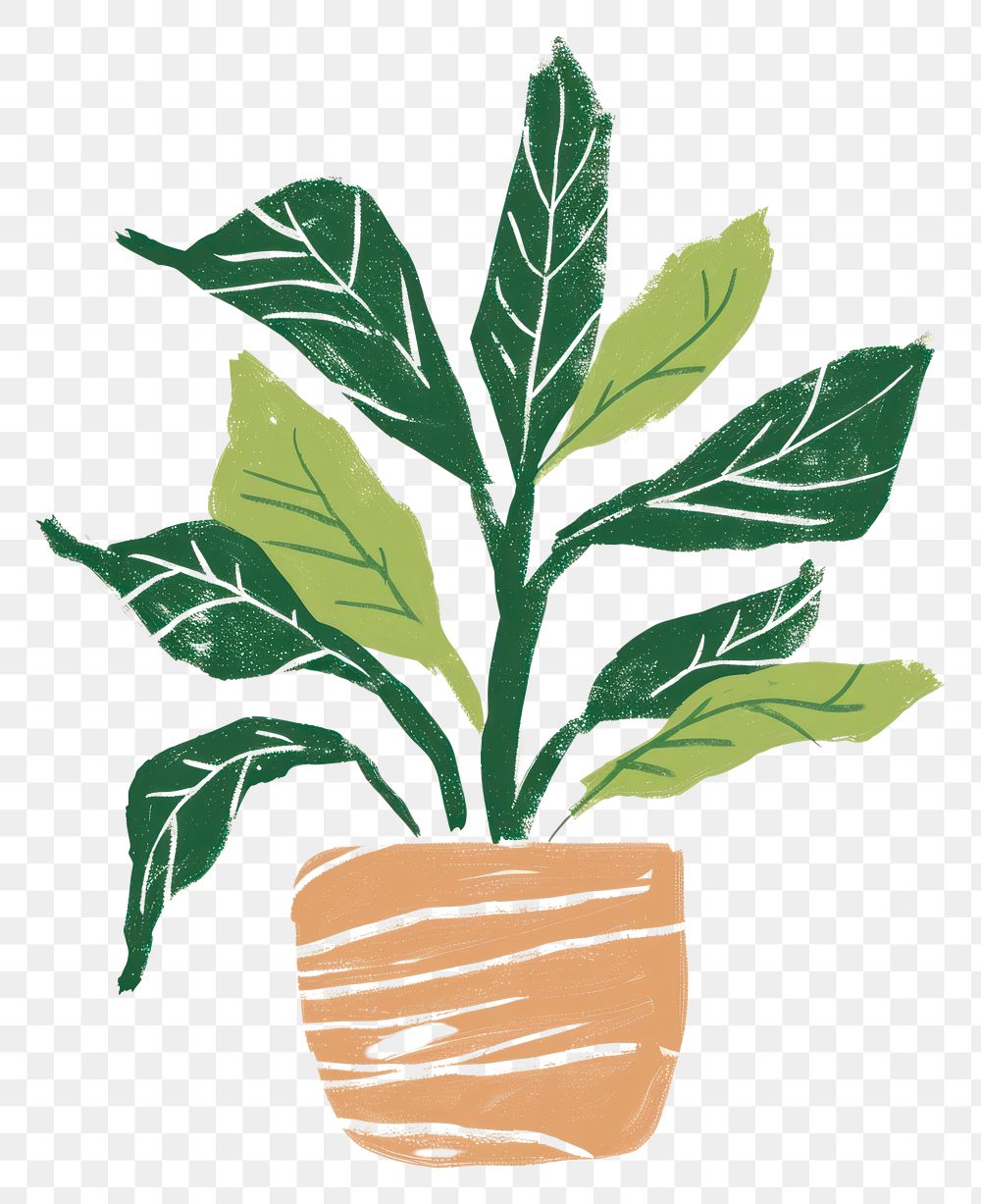 PNG Pinstripe Plant plant houseplant herbs leaf.