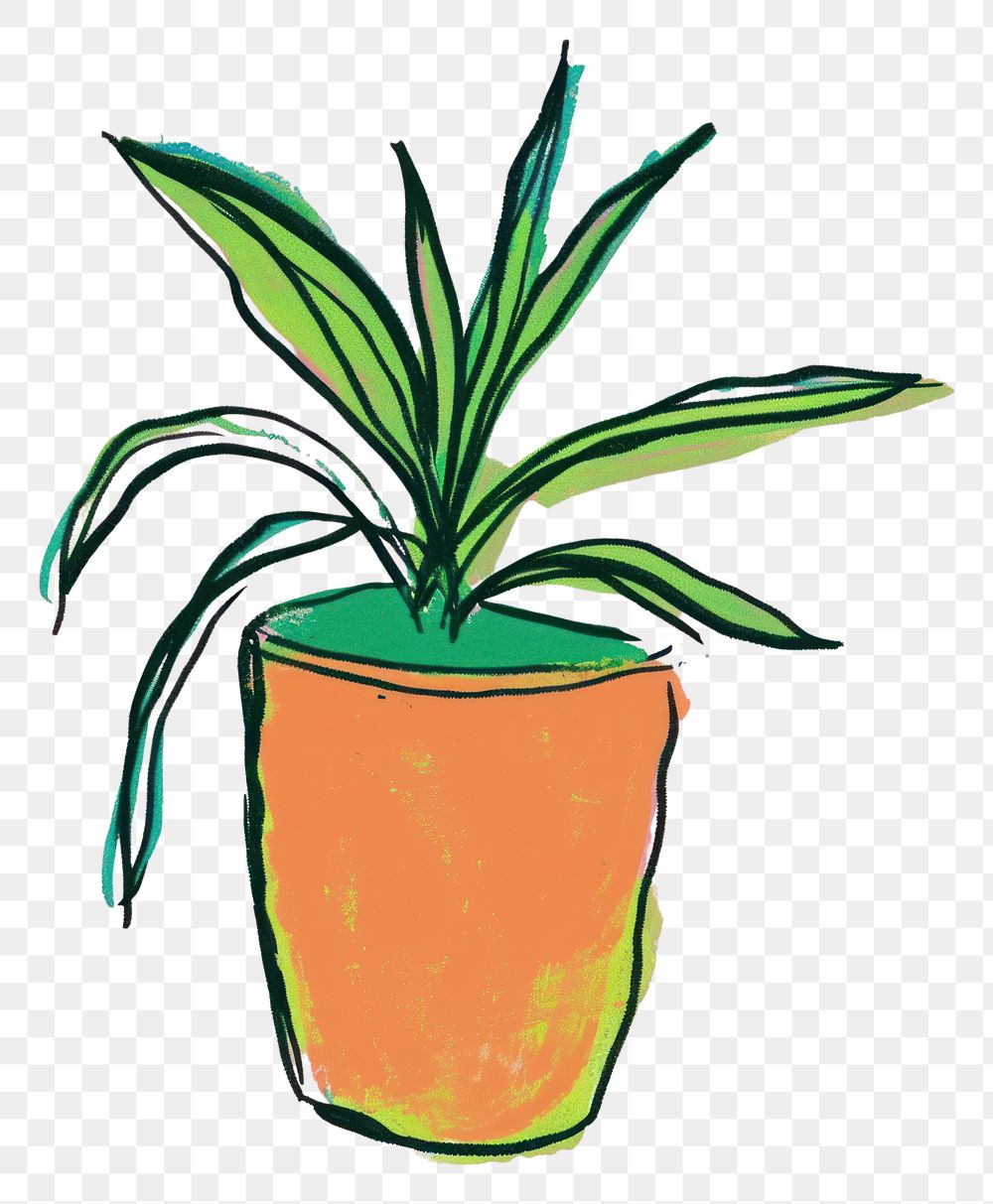 PNG Tropical Bromeliad Houseplant Plant houseplant leaf creativity.