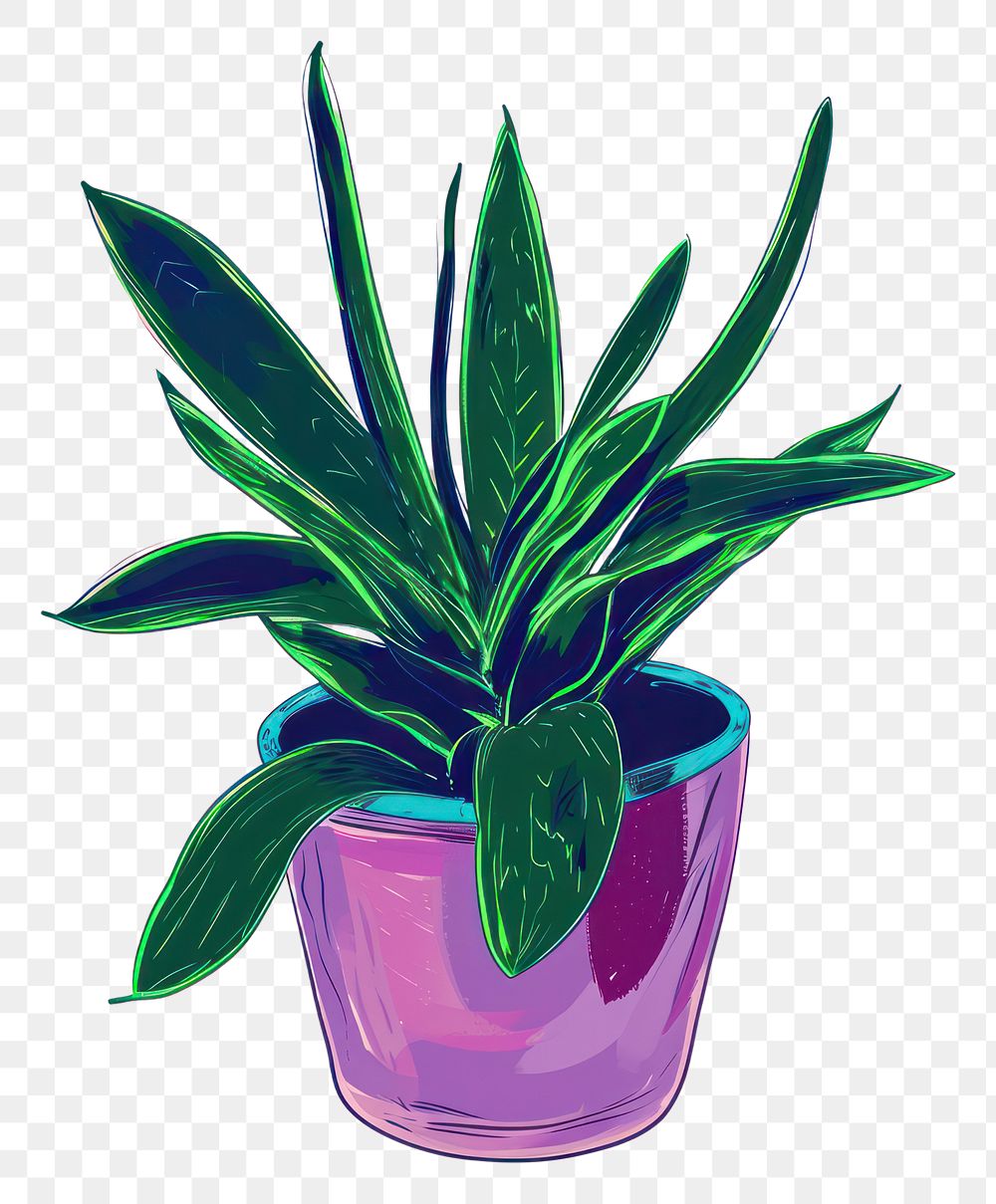 PNG Tropical Bromeliad Houseplant Plant houseplant leaf flowerpot.