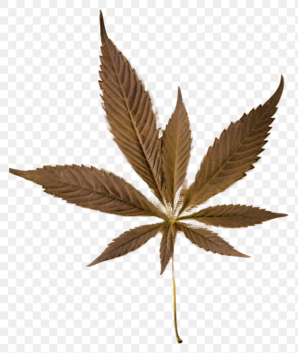 PNG Real Pressed a cannabis leafs herbs plant paper.