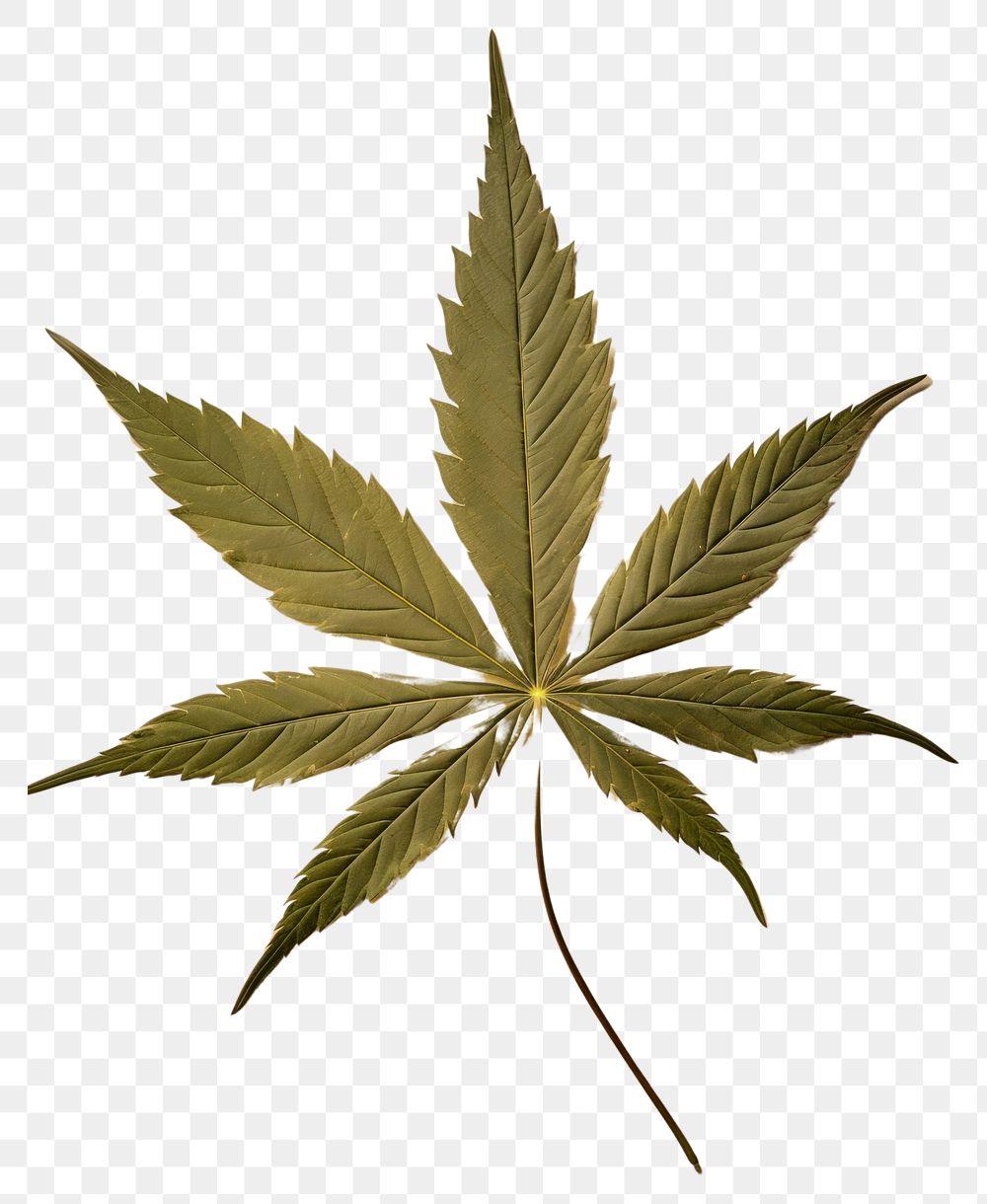 PNG Real Pressed a green cannabis leaf plant paper herb.