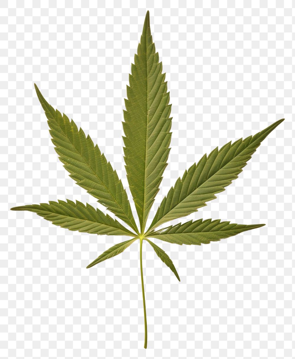 PNG Real Pressed a green cannabis leaf paper plant herb.