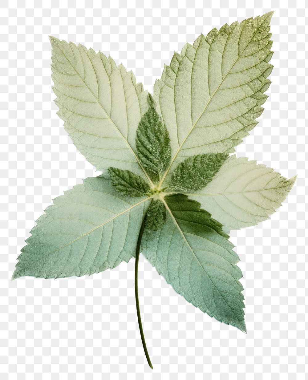 PNG Real Pressed a mint leafs herbs plant freshness.