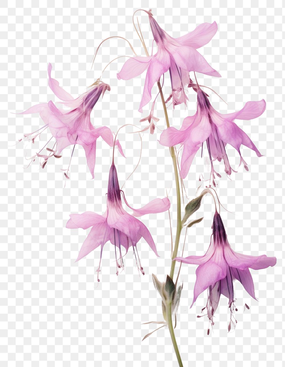 PNG Real Pressed a pink Lobelias flower gladiolus petal.