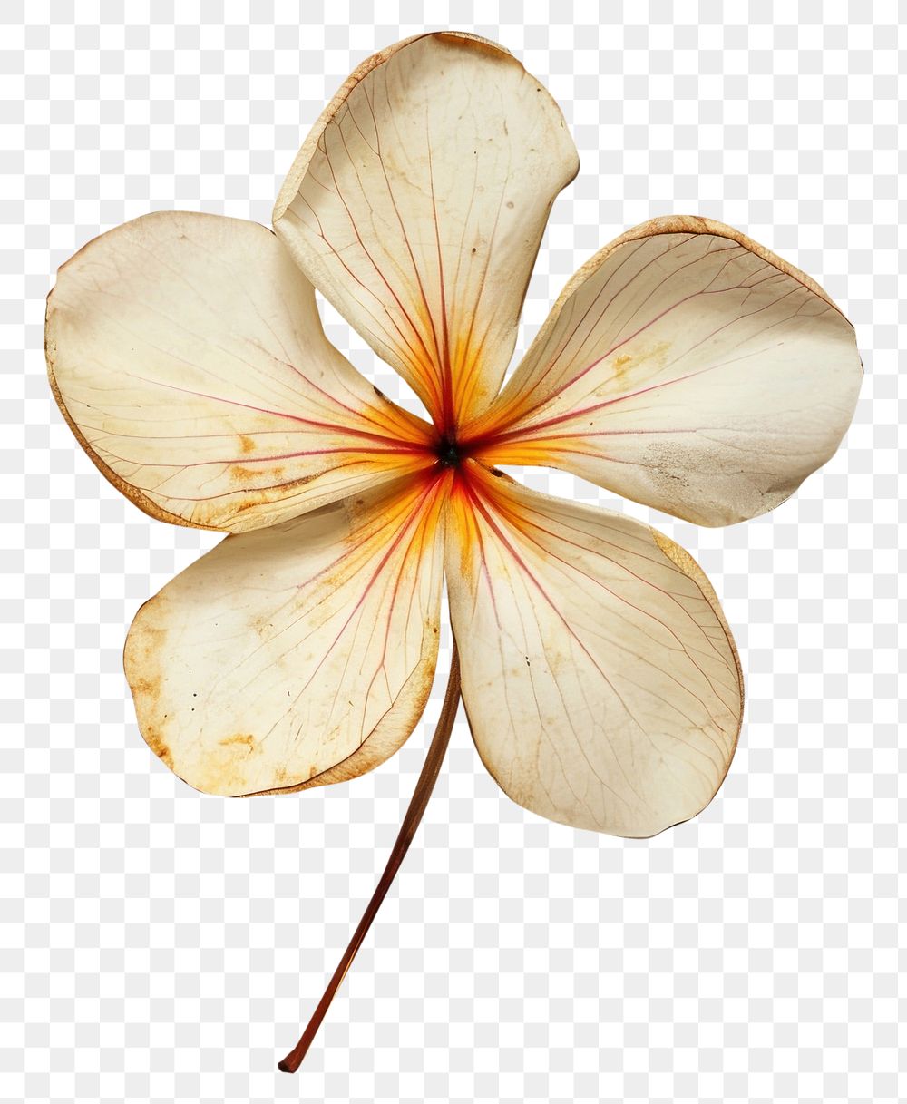 PNG Real Pressed a plumerias flower petal plant.