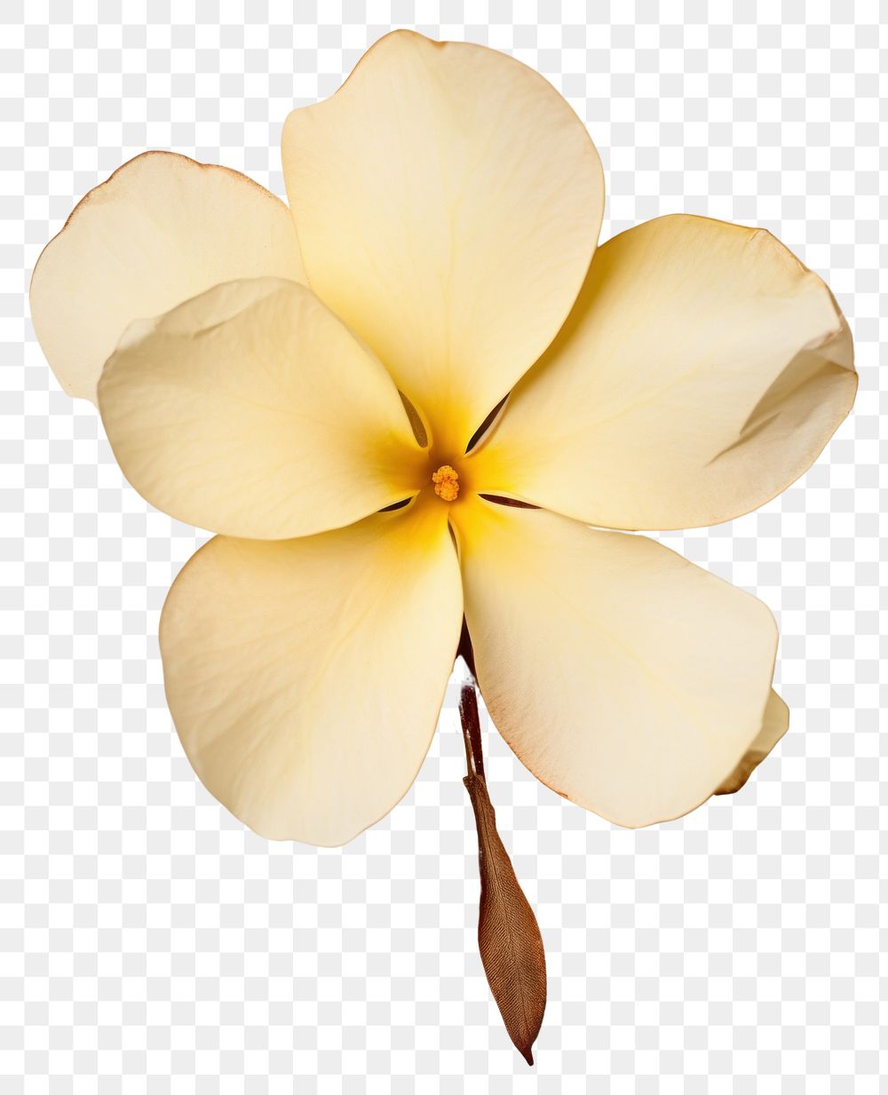 PNG Real Pressed a rose plumeria flower petal plant.