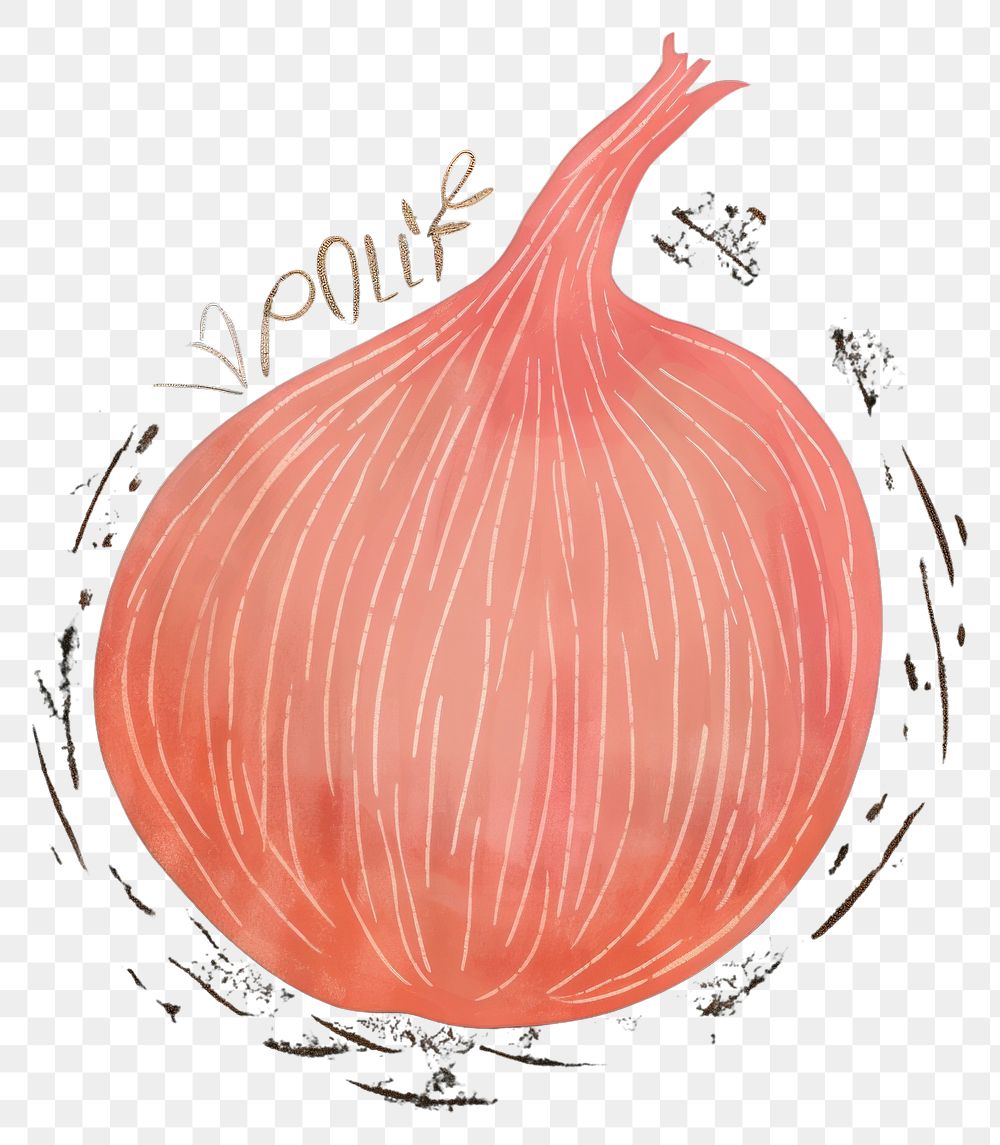 PNG  Chalk style onion shallot food text.