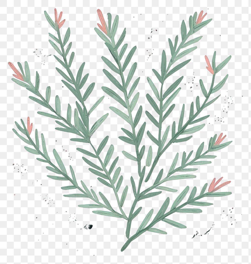 PNG  Chalk style rosemary pattern plant leaf.