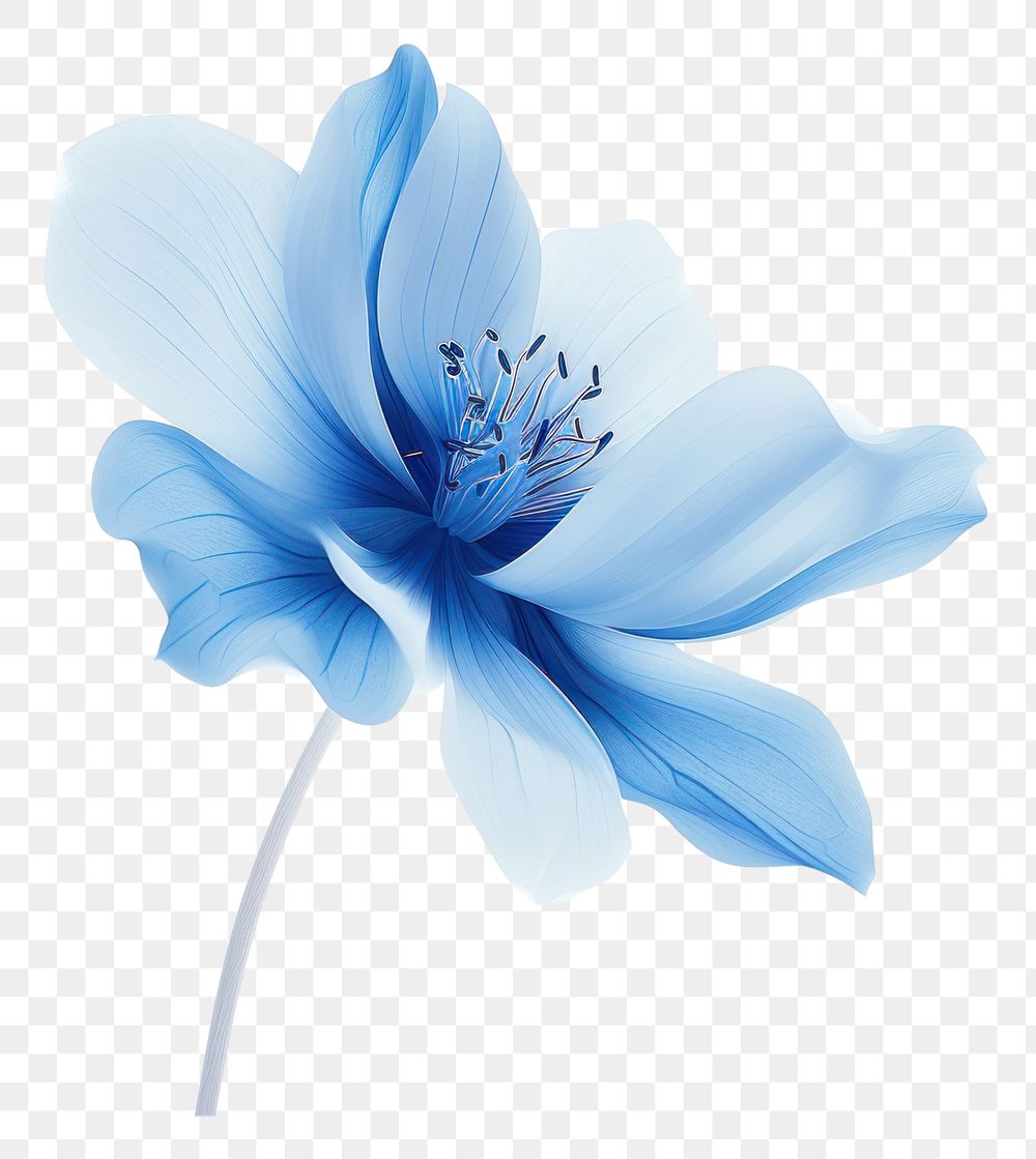 PNG  Blue flower blossom petal plant.