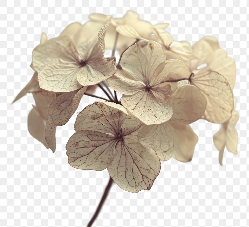 PNG  Dried flowers plant petal white.