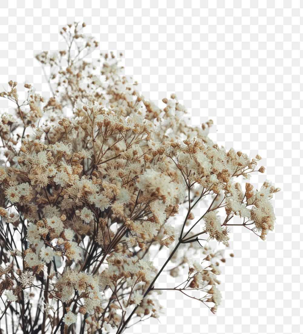 PNG  Dried flowers outdoors blossom nature.