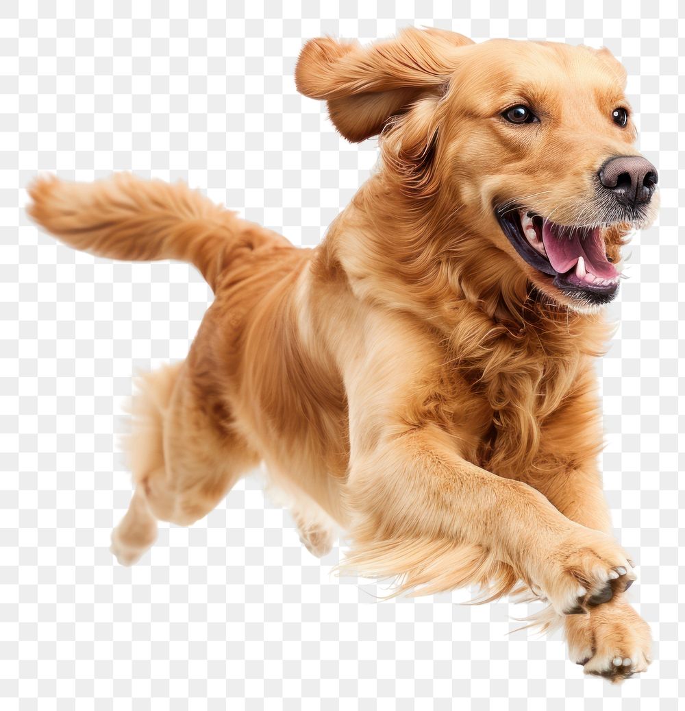 PNG  Happy Golden Retriever jumping retriever mammal animal.