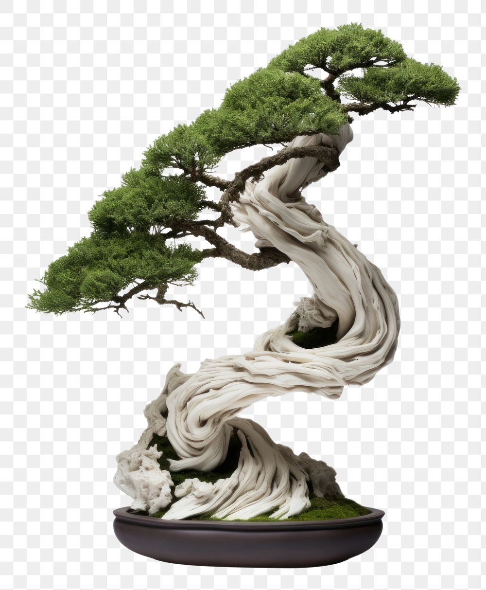 PNG Bonsai tree plant green. AI generated Image by rawpixel.