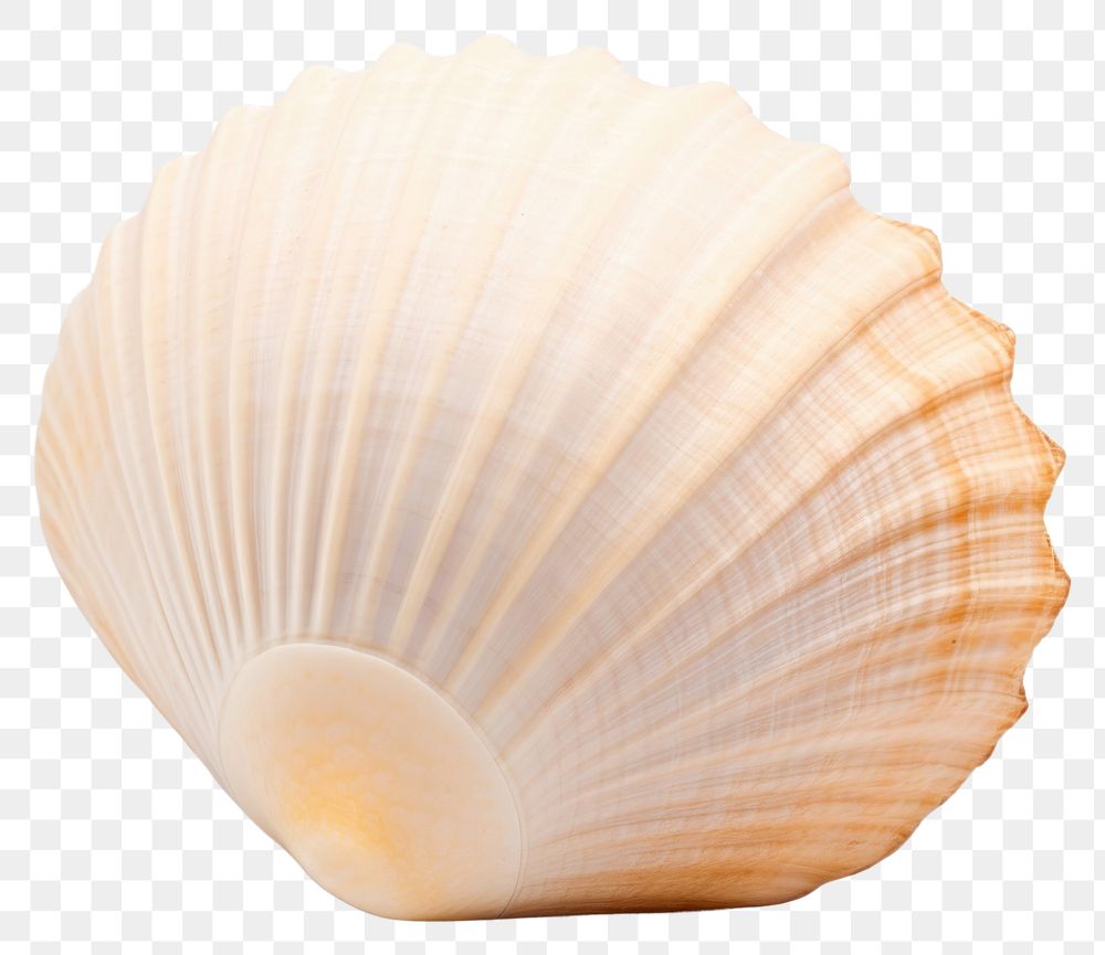 PNG Ocean shell clam white background invertebrate.