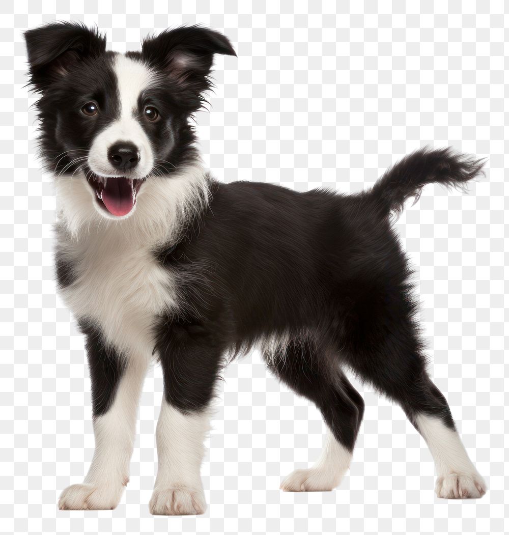 PNG Border Collie puppy mammal animal collie. AI generated Image by rawpixel.