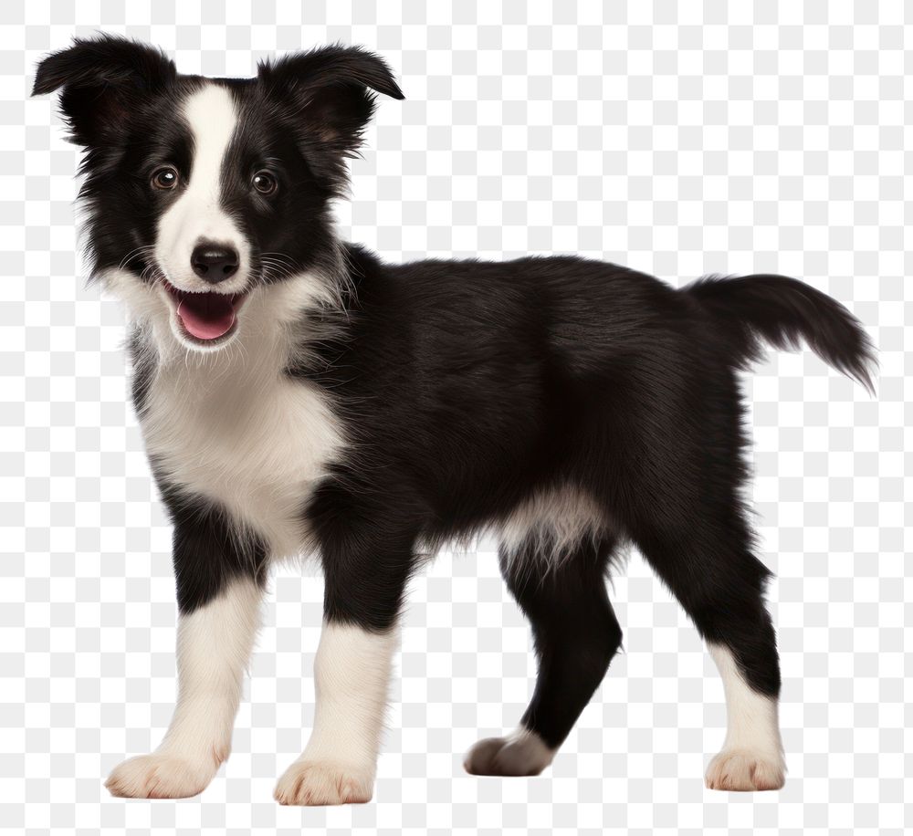PNG Border Collie puppy standing mammal animal. AI generated Image by rawpixel.