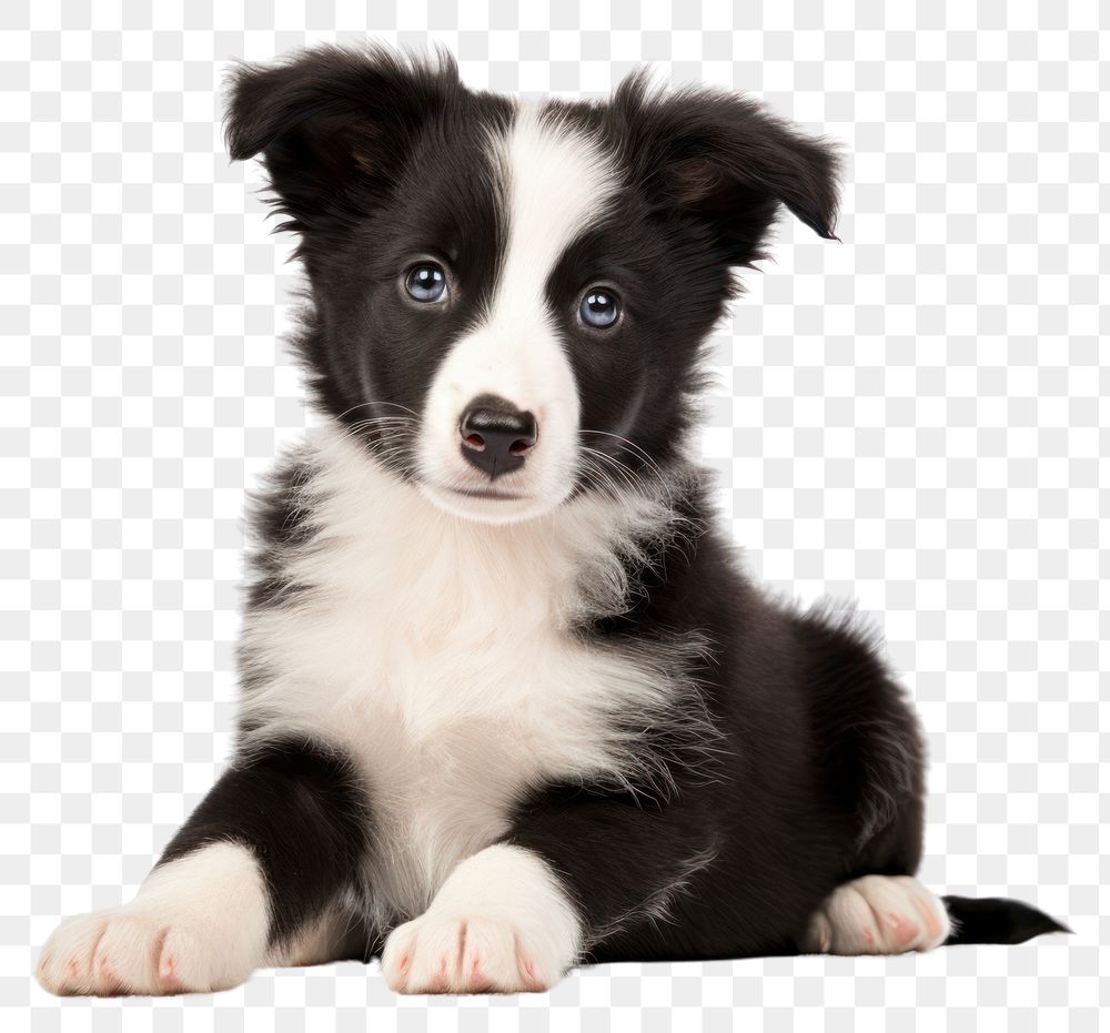 PNG Border Collie puppy sitting mammal animal. AI generated Image by rawpixel.