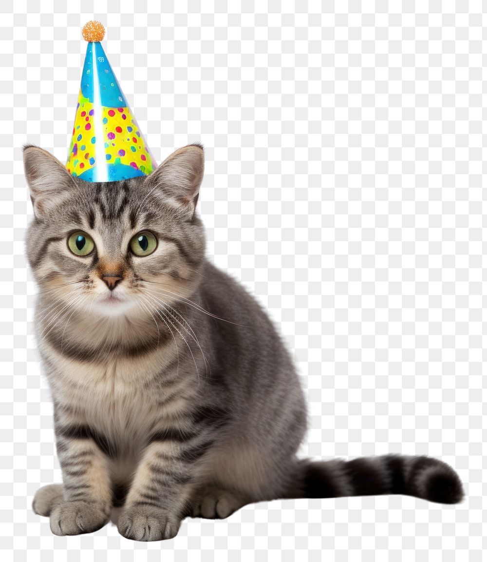 PNG Cat wearing party hat celebration mammal animal.
