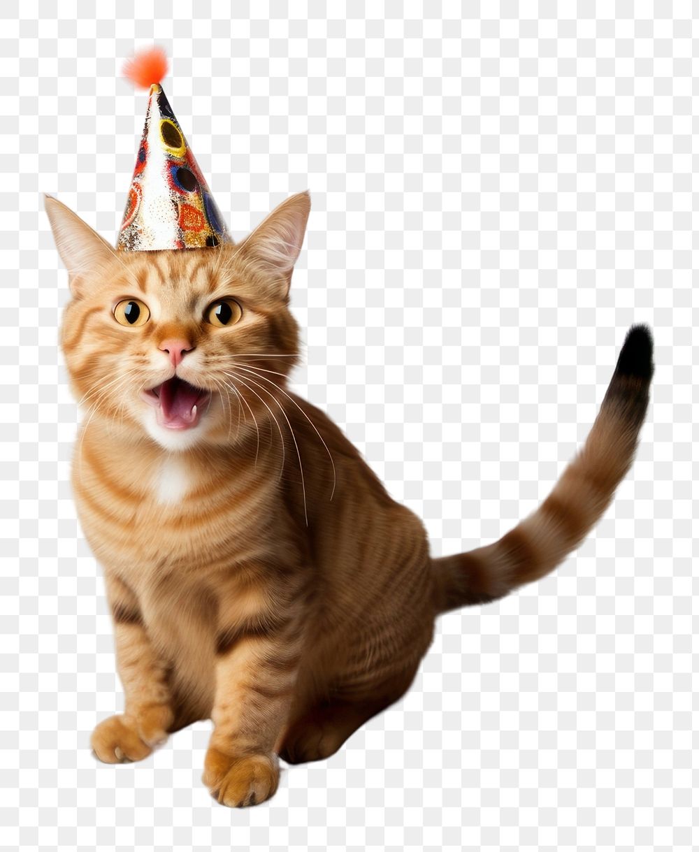 PNG Cat wearing party hat celebration portrait mammal.