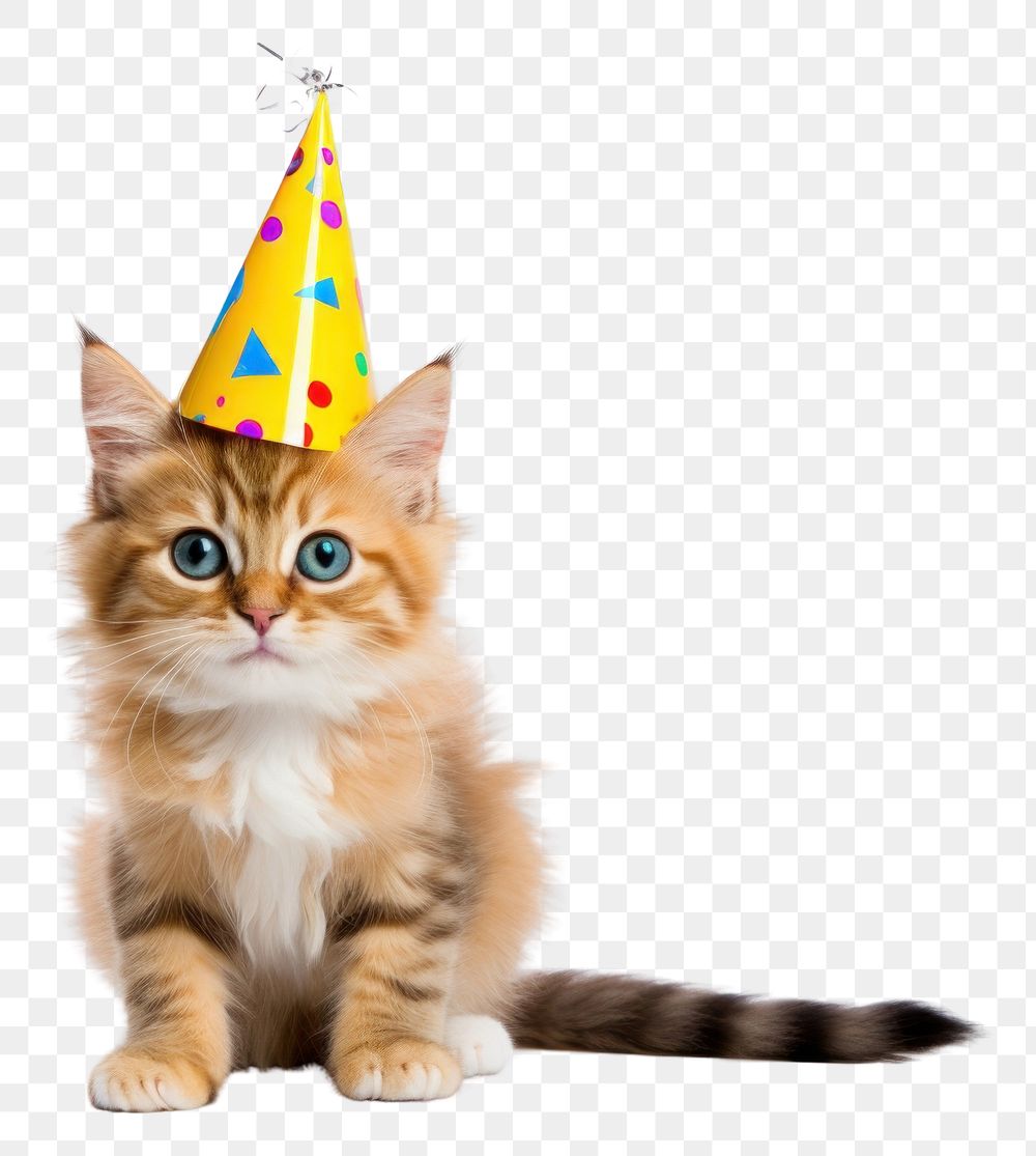 PNG Kitten wearing party hat celebration mammal animal.