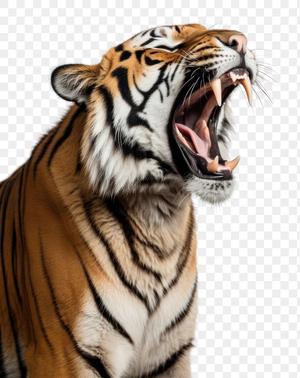 PNG An angry tiger roaring wildlife portrait animal.