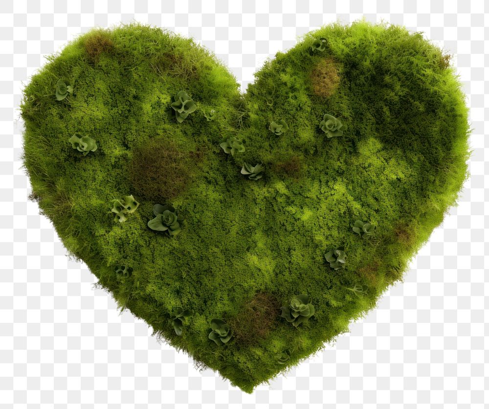 PNG  Heart moss plant leaf. AI generated Image by rawpixel.
