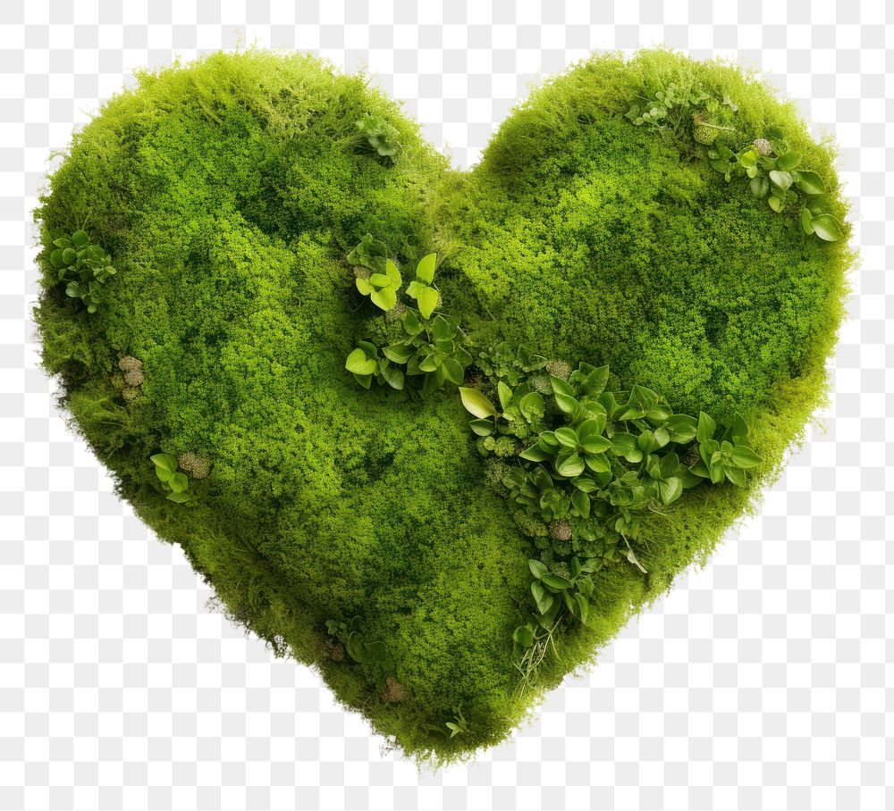 PNG  Heart moss plant white background. AI generated Image by rawpixel.