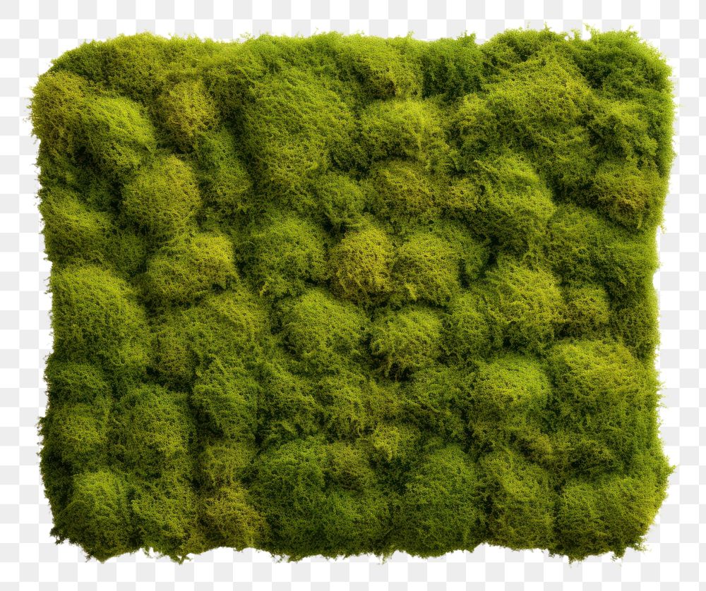 PNG  Square moss backgrounds plant. AI generated Image by rawpixel.
