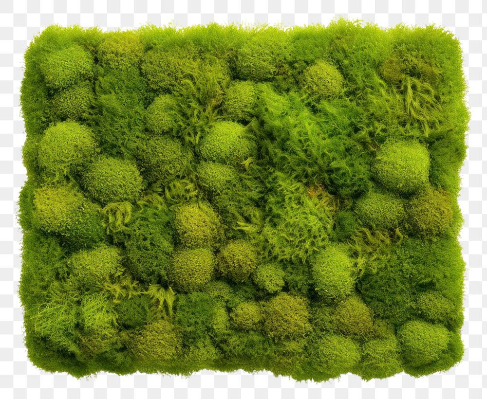 PNG  Square moss plant white background. AI generated Image by rawpixel.