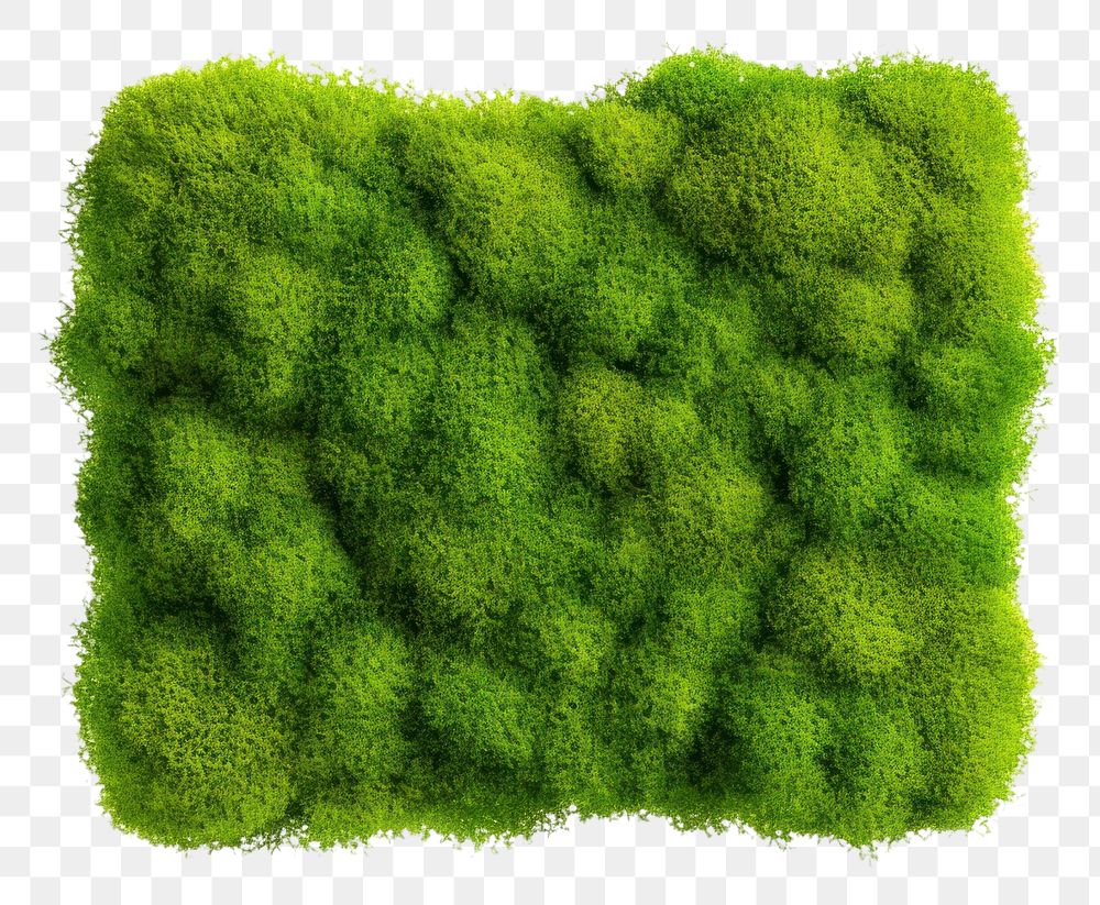 PNG  Square moss plant white background