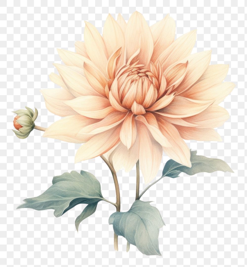 PNG Flower dahlia plant white background.