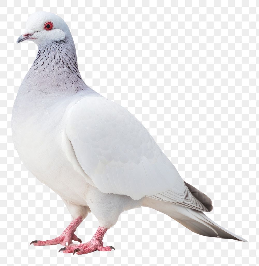 PNG White pigeon animal bird wildlife.
