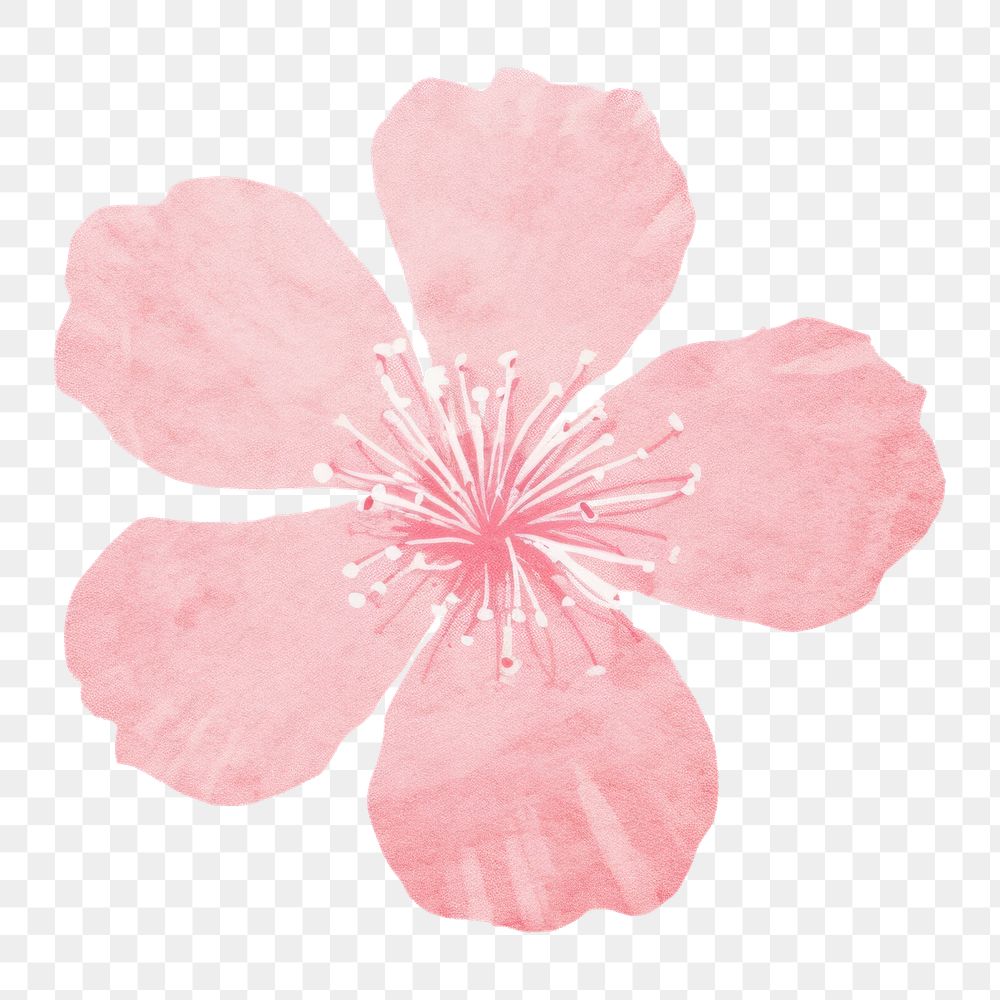 PNG  Sakura flower hibiscus blossom petal. AI generated Image by rawpixel.