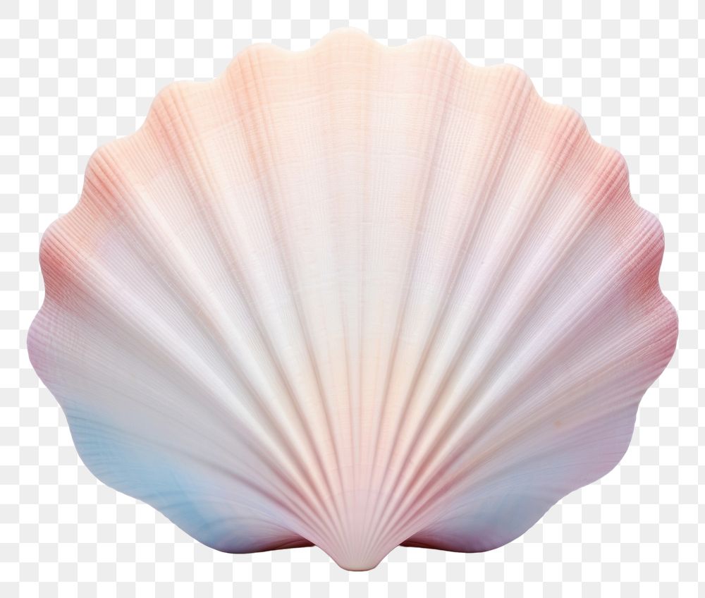 PNG Seashell clam invertebrate simplicity.