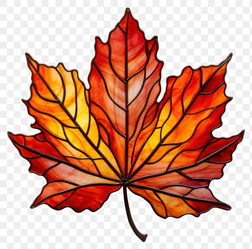 PNG Autumn leaf stain glass maple plant tree.