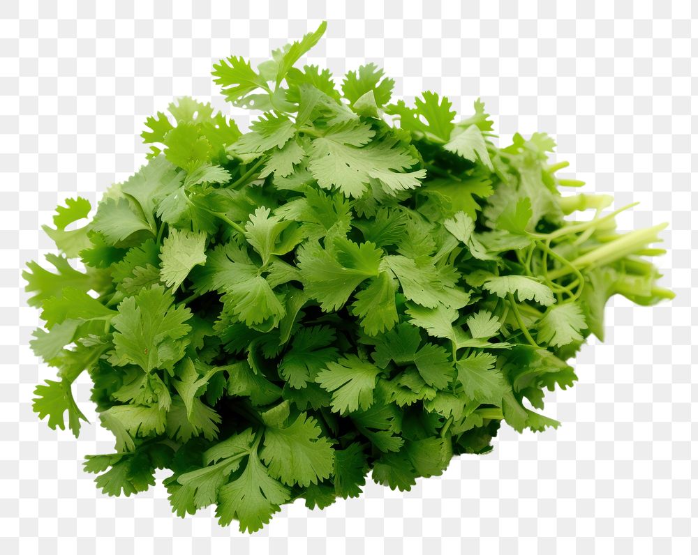 PNG Photo of cilantro plant herbs food.