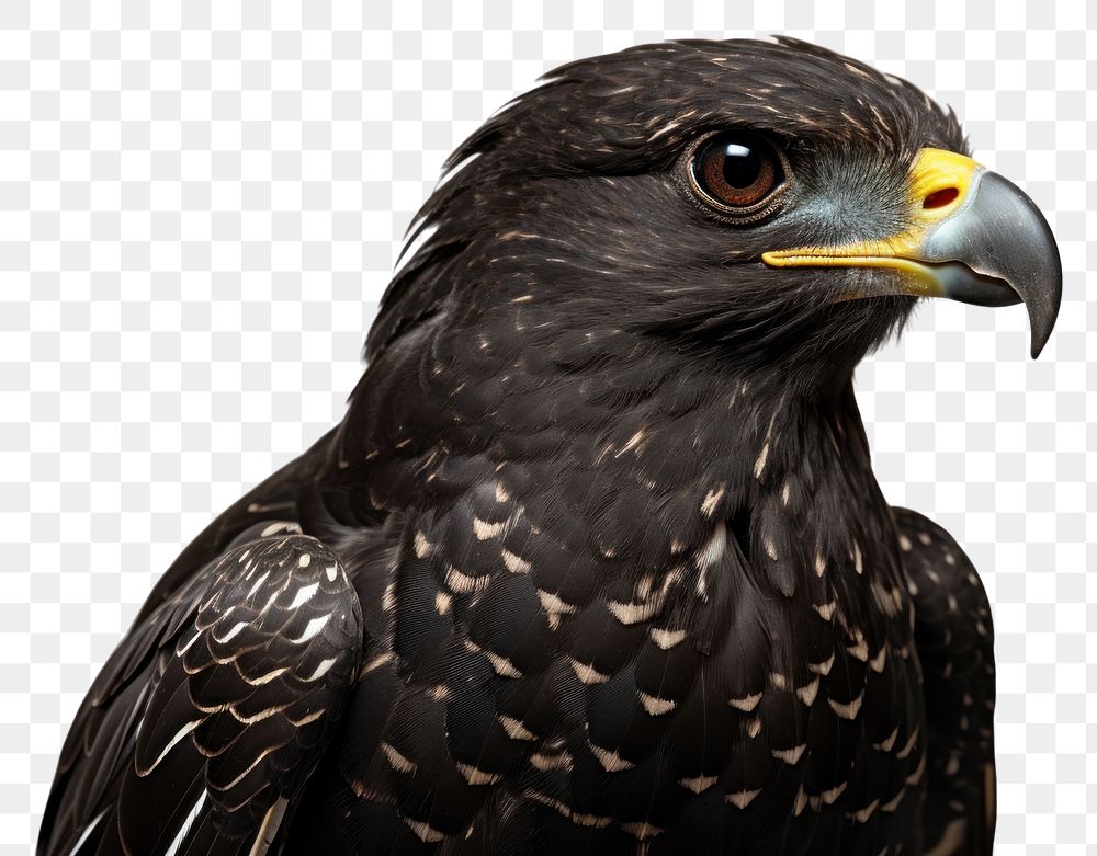 PNG Nighthawk buzzard animal beak.