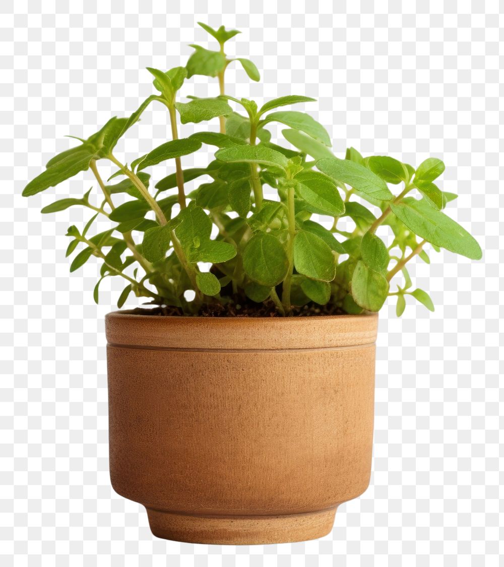 PNG Oregano plant pot herbs leaf houseplant.