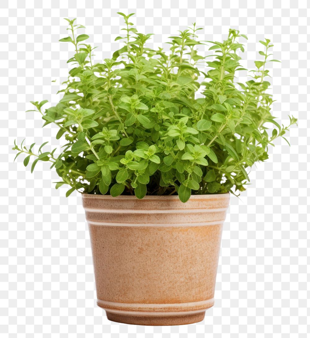 PNG Oregano plant pot herbs houseplant terracotta.