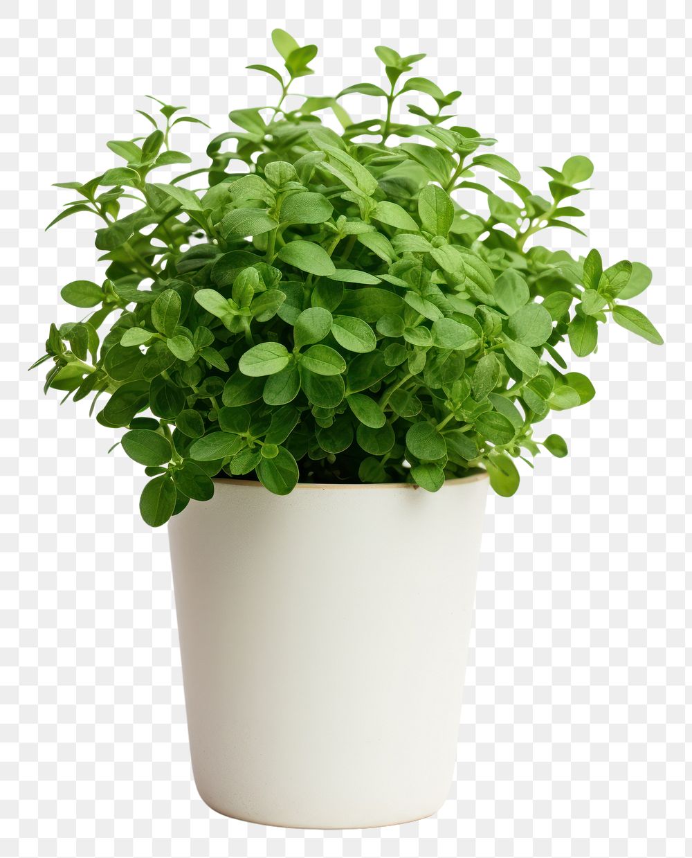 PNG Oregano plant pot herbs leaf houseplant.