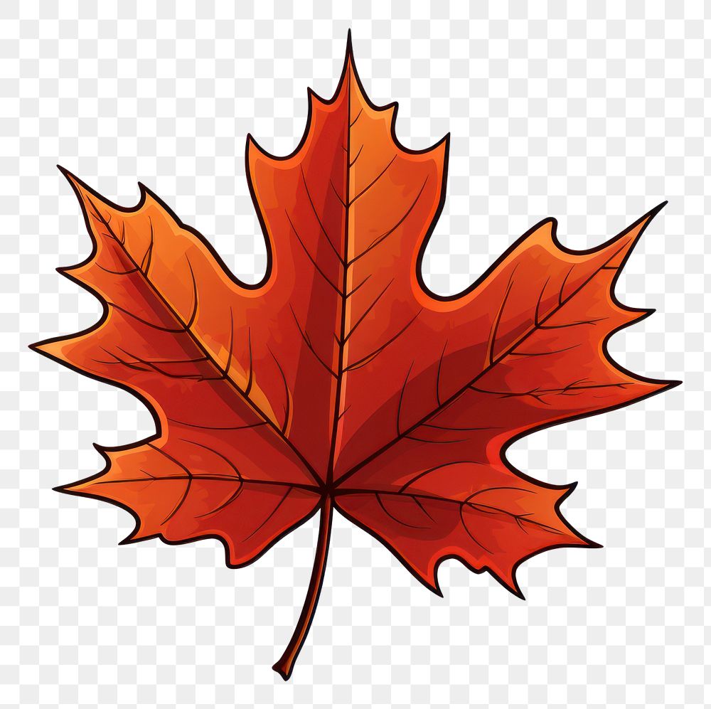 PNG A maple leaf autumn plant tree.