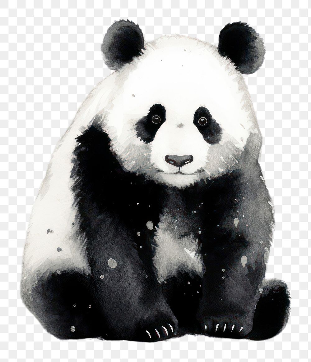 PNG Animal mammal panda bear.