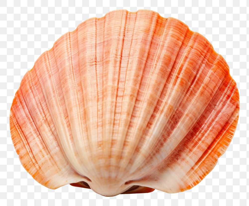 PNG Shellfish seashell seafood clam.