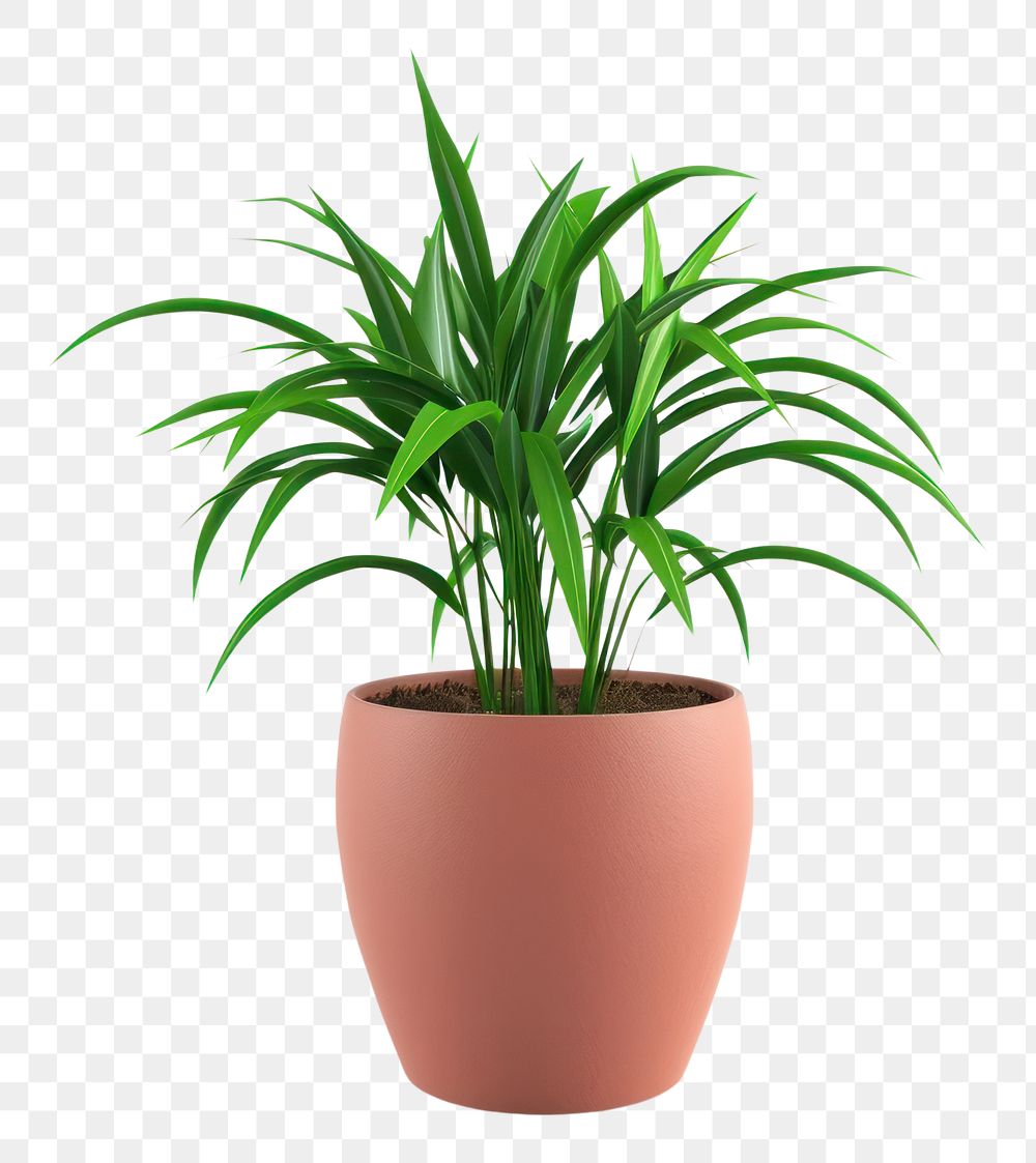 PNG Potted plant white background houseplant terracotta.