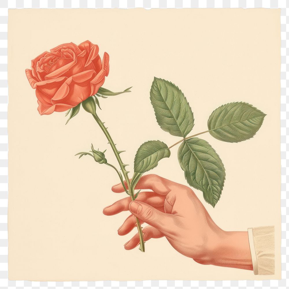 PNG Vintage illustration of a rose holding flower plant.
