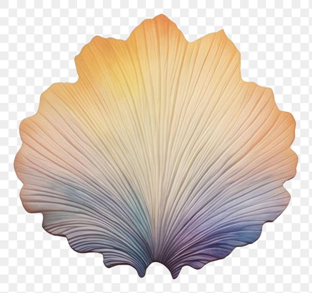 PNG Invertebrate fragility seashell pattern.