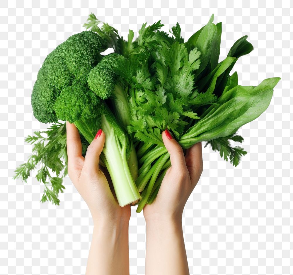 PNG Vegetable broccoli plant adult.