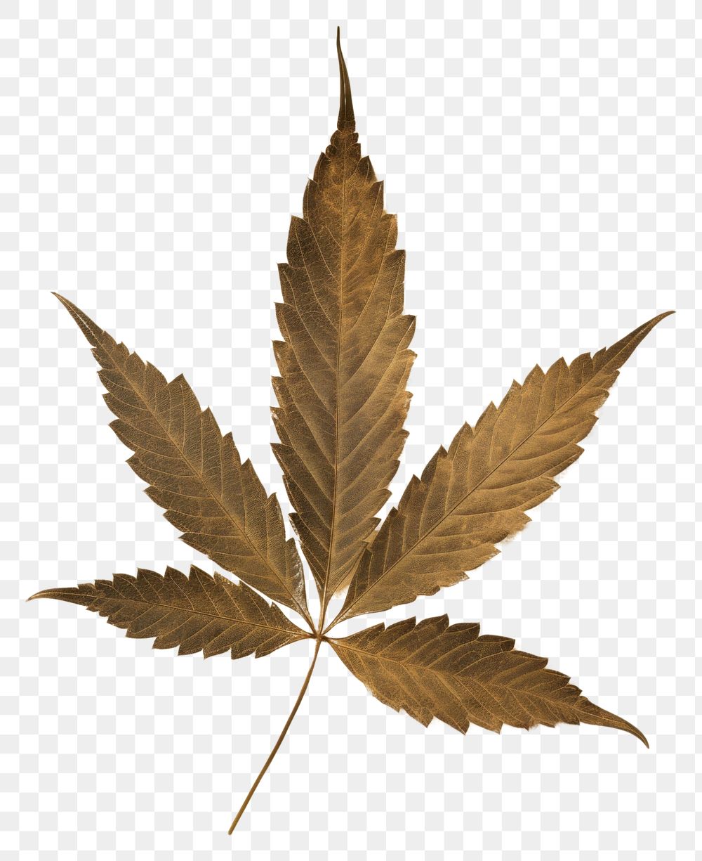 PNG  Real Pressed a cannabis leaf plant paper herb.